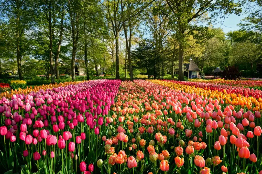 Blooming tulips flowerbed in Keukenhof flower garden, Netherland