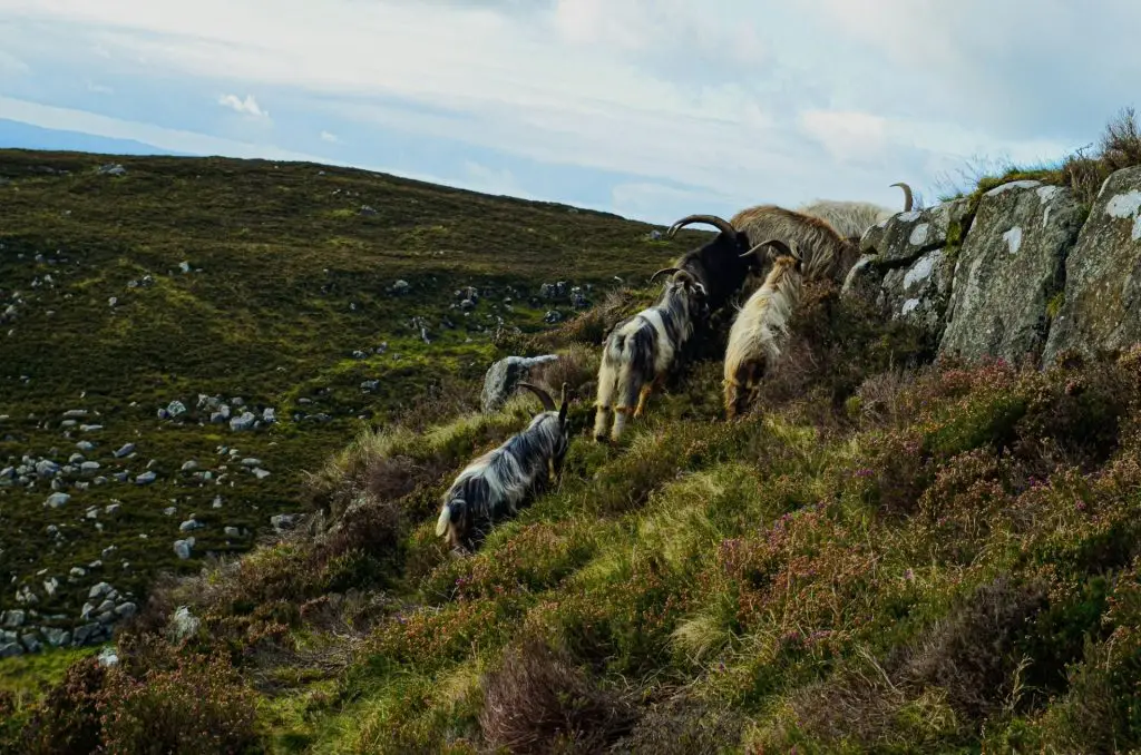 Goats on the Slieve Gullion mountain in Northern Ireland