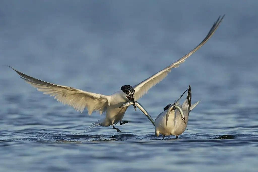 Sandwich tern (Thalasseus sandvicensis) in its natural habitat in Denmark