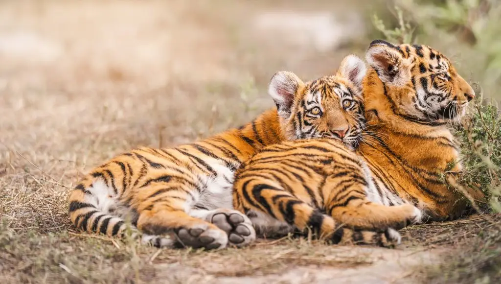 Two Amur tiger cub lie on straw