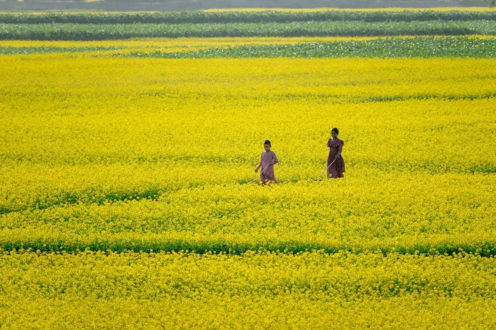 Two girls standing in mustard flower field in bangladesh