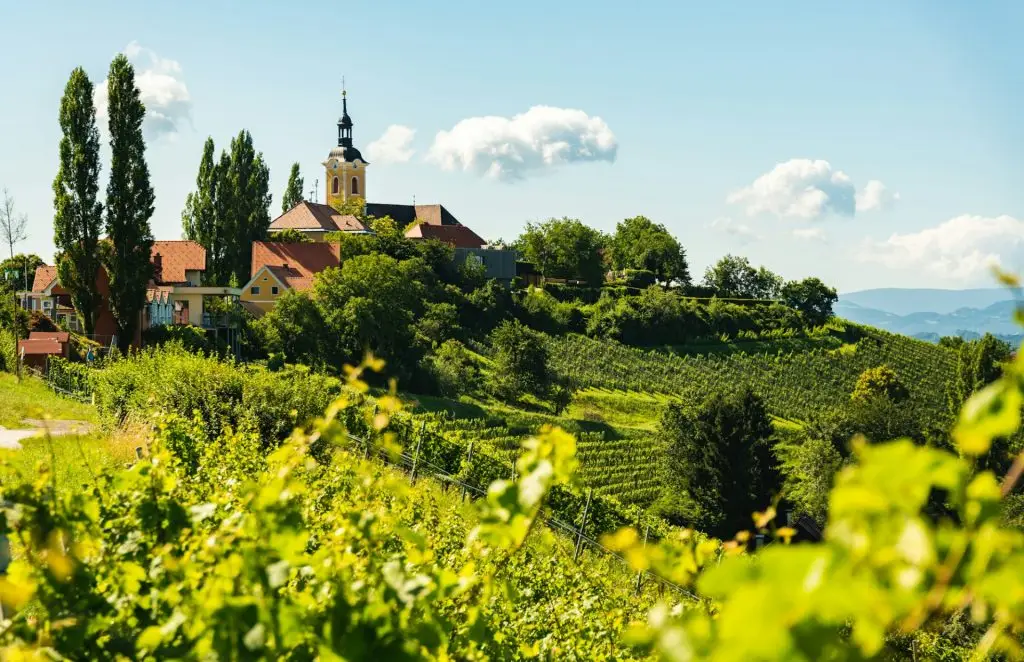 Vineyard on Austrian countryside with a church in the background.