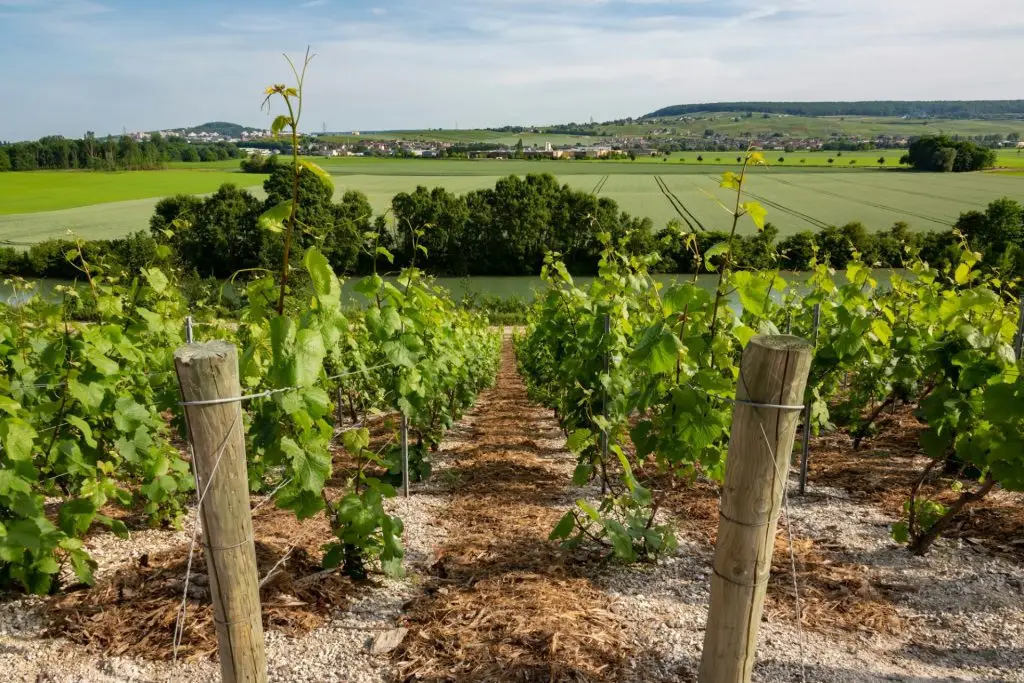Vineyards at Hautvillers - France