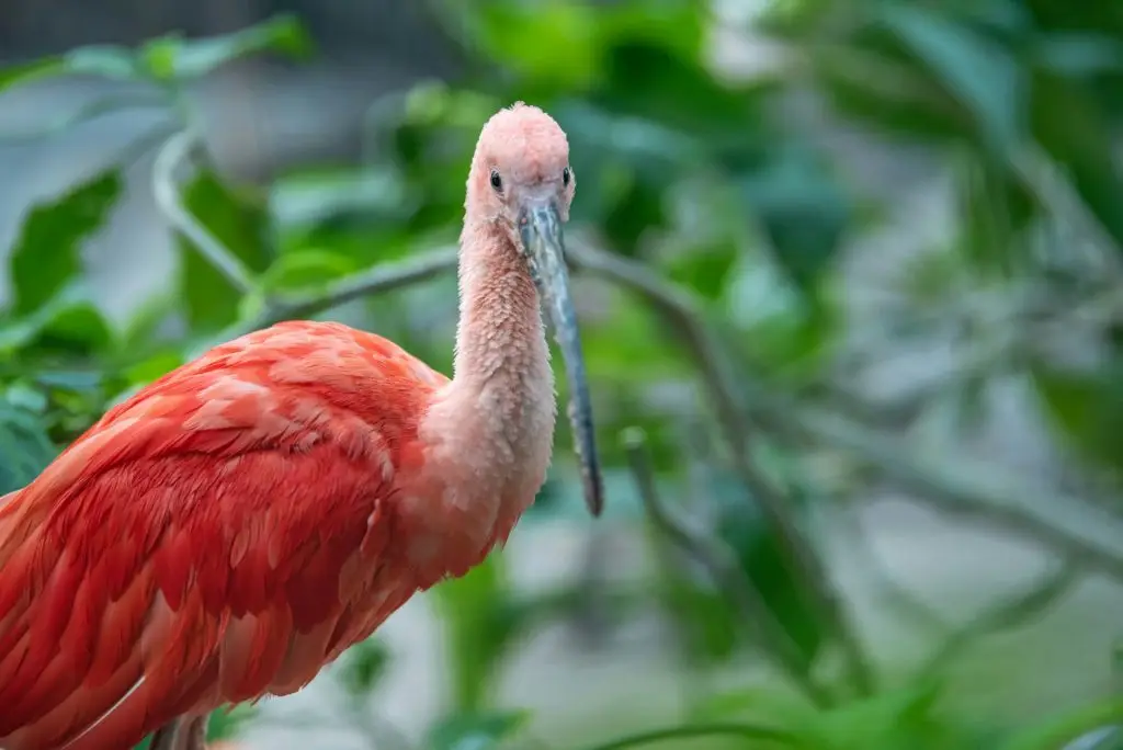 Beautiful red bird, Scarlet Ibis