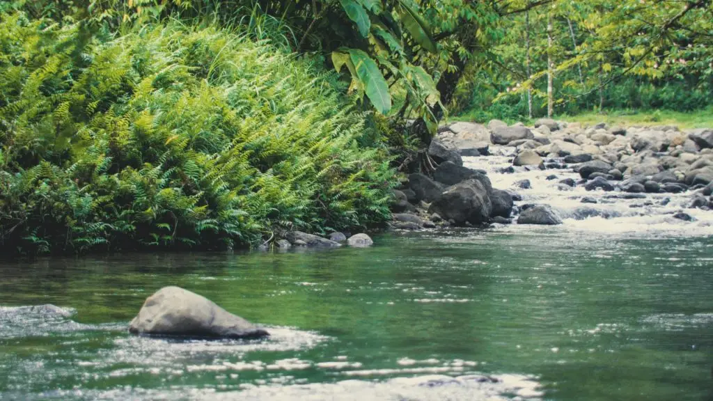 Beautiful river in the Caribbean jungle (Martinique)
