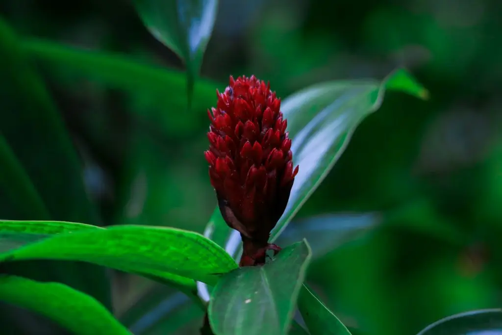 Green Plant with the Red Flower in the Deep Forest of the Guadeloupe