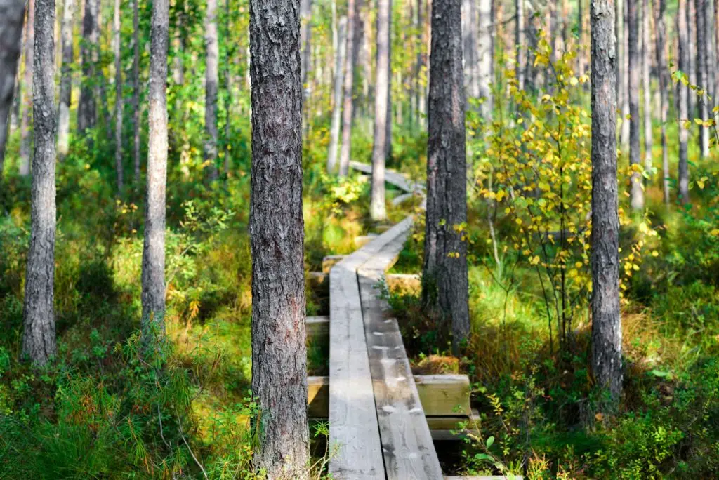Hiking trails in forest and bog, Estonia