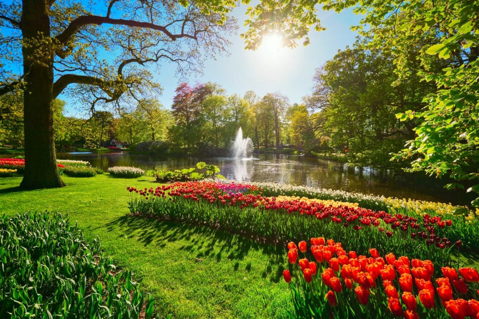 Keukenhof flower garden. Lisse, the Netherlands