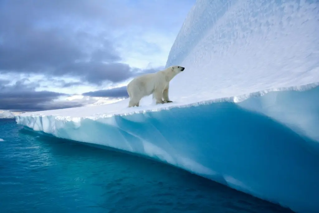 Polar Bear - Greenland