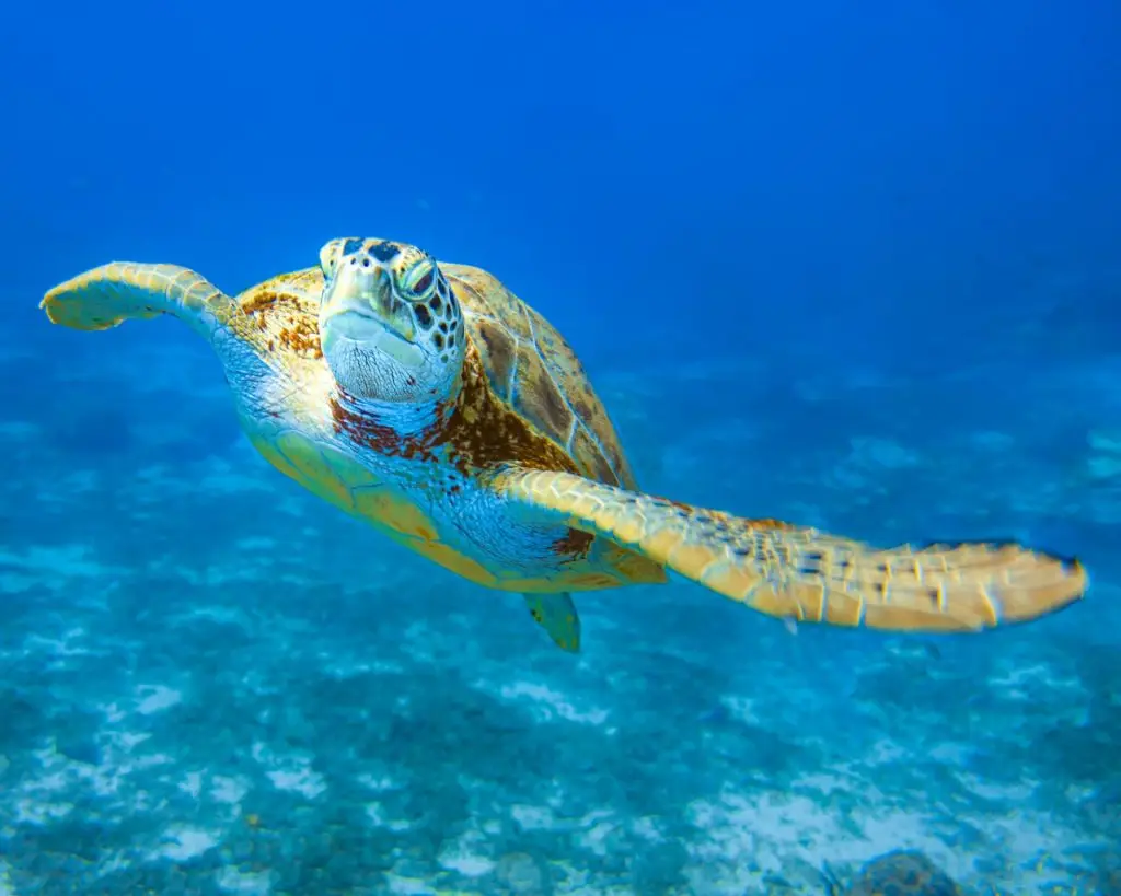 Sea turtle swimming in the crystal clear waters of the open ocean, Aruba
