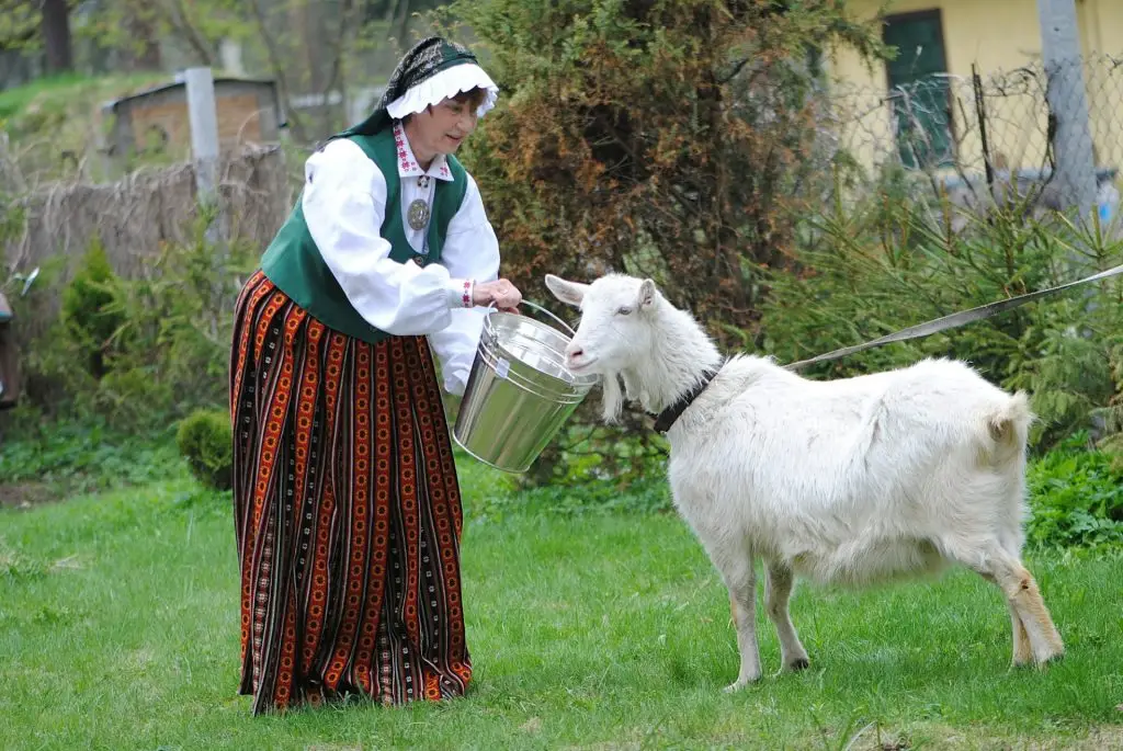 Senior woman in Latvian national folk costume and white goat in countryside