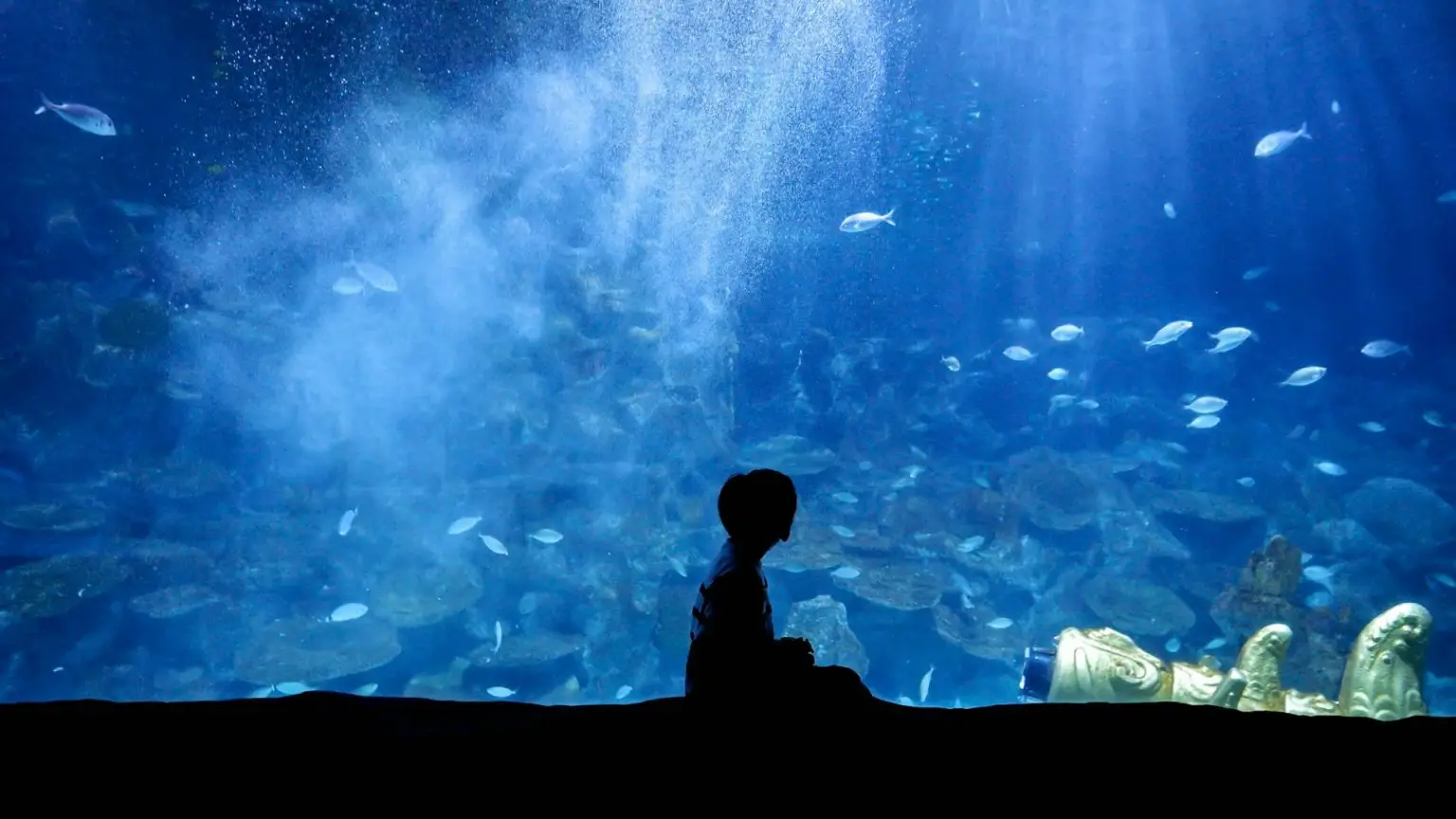 Silhouette of little boy watching fishes swimming in big aquarium at zoo or shopping mall