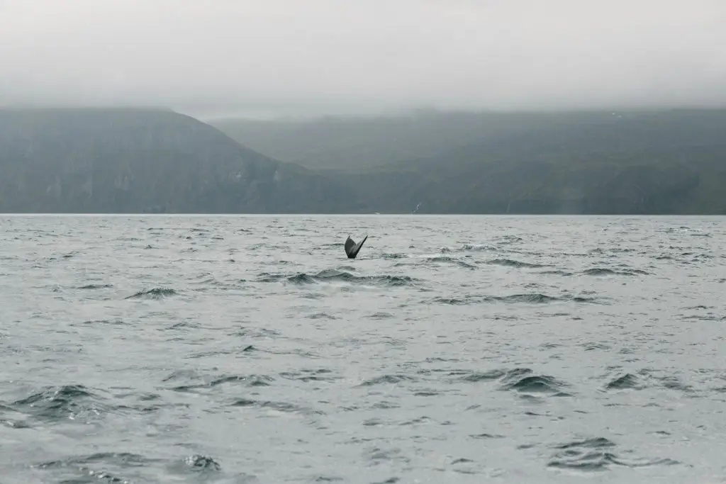 tail of whale above water and beautiful mountains in fog at horizon, husavik, iceland