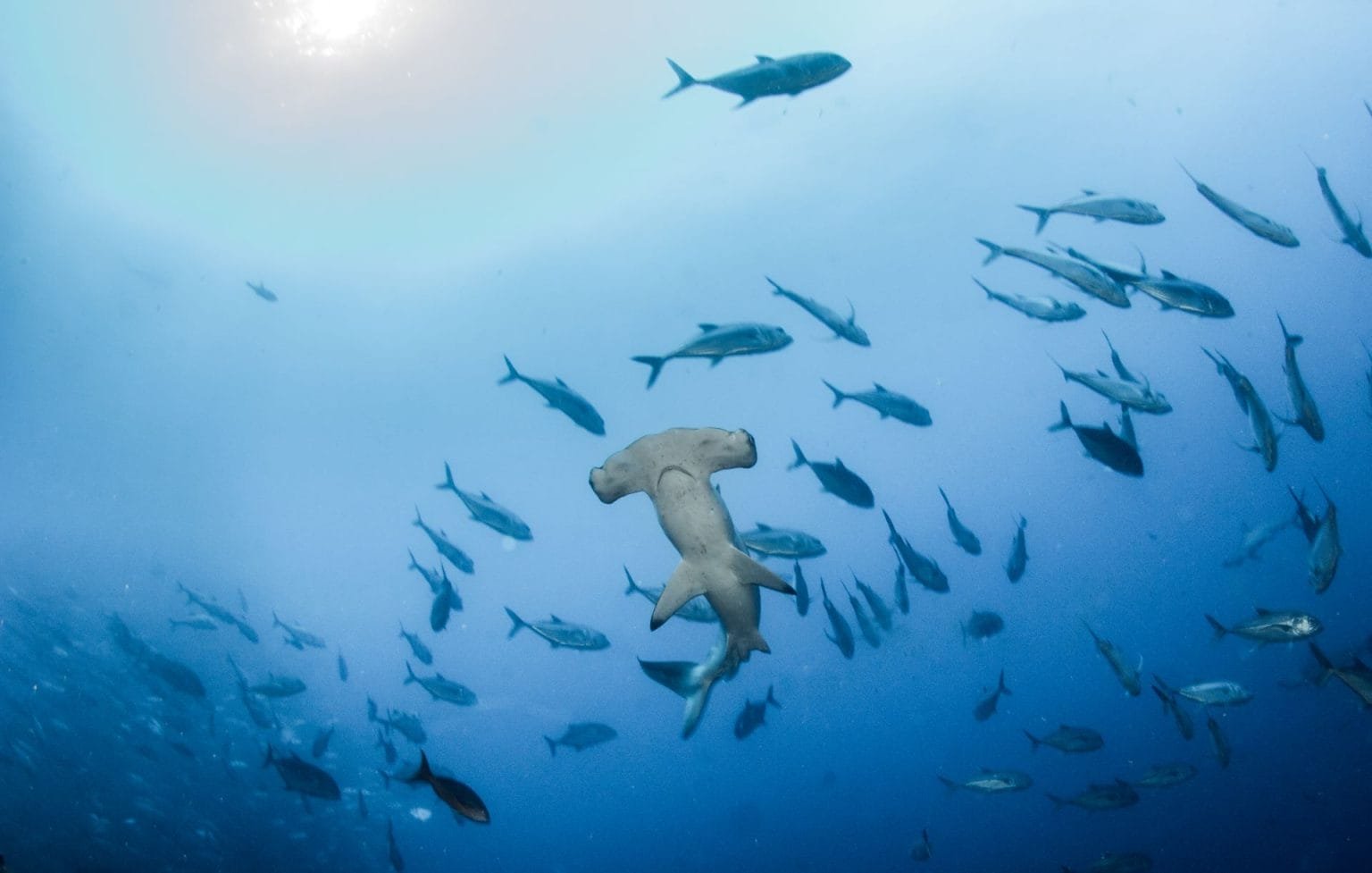 Hammerhead Shark at Cocos Island, Costa Rica —