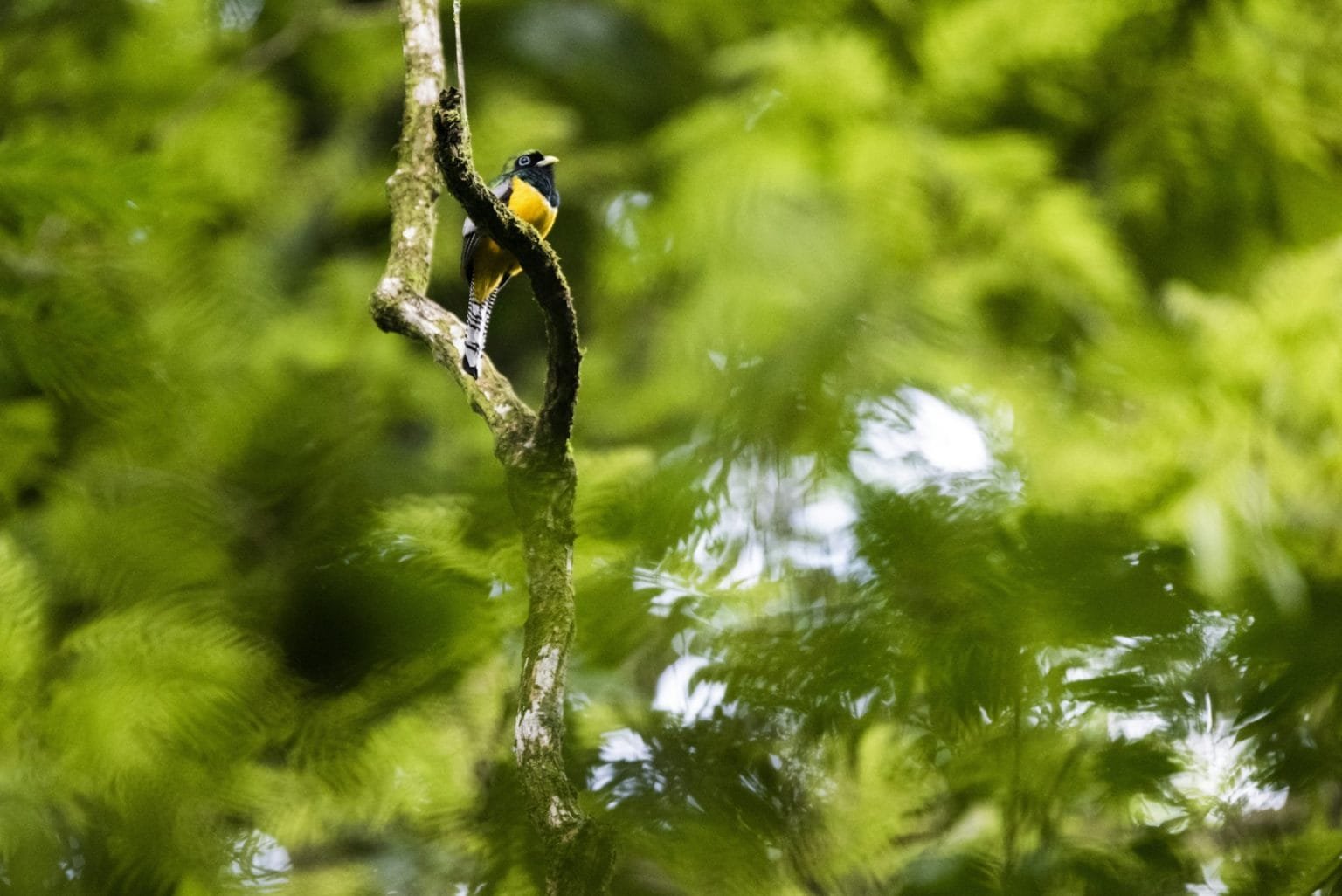 Bird in Tortuguero National Park, Limon Province, Costa Rica