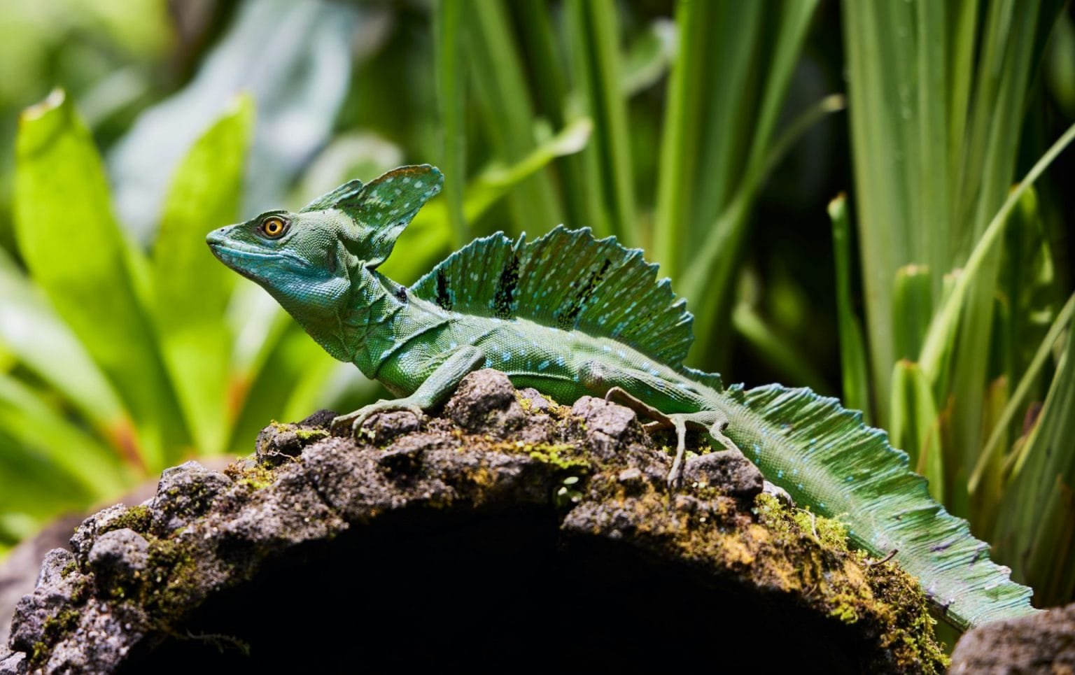 Closeup of common basilisk in the area of Tabacon Hot Springs, Costa Rica