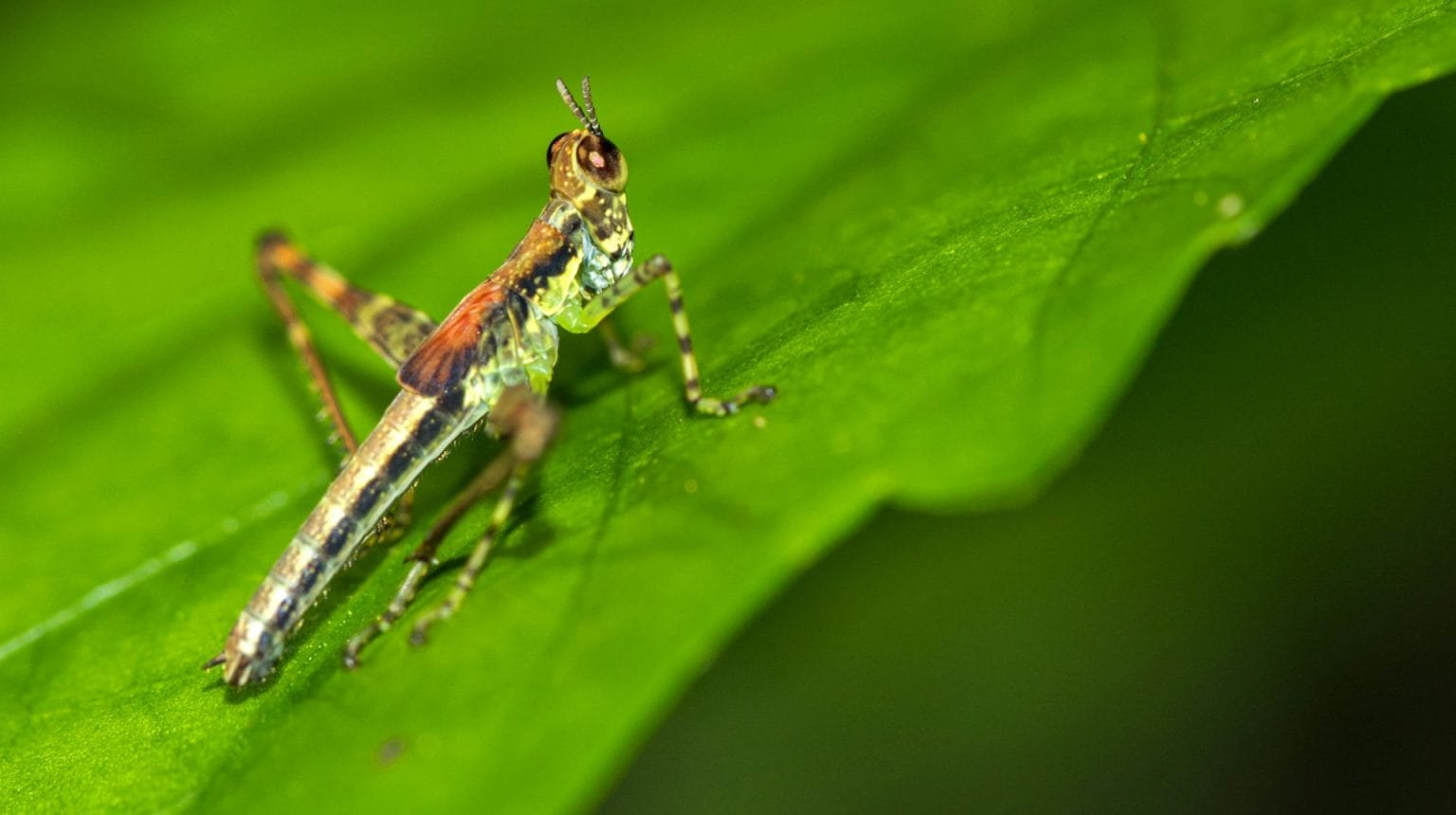 Grasshopper, Corcovado National Park