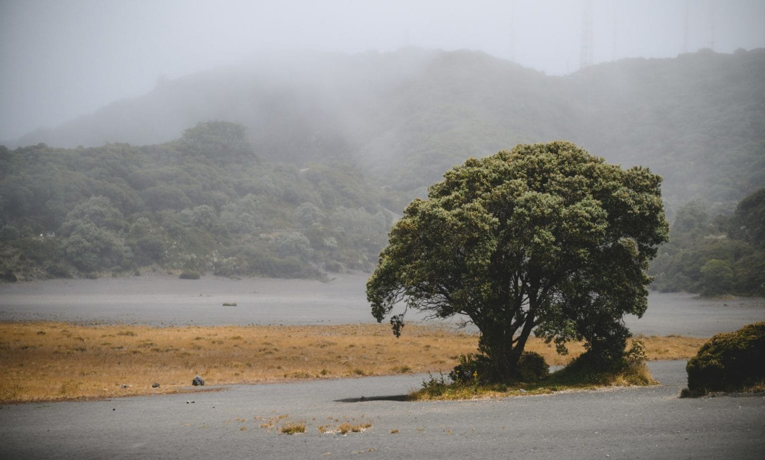 Isolated tree by Irazu volcano in Costa Rica