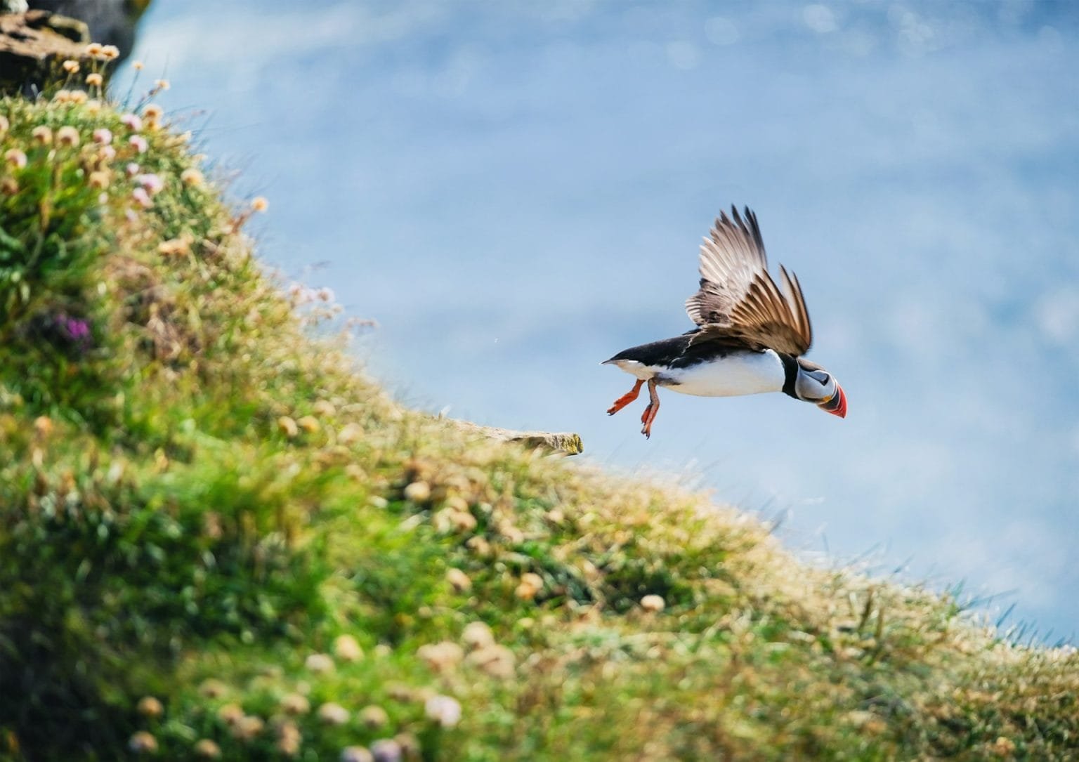 Puffin in Iceland. Seabirds on sheer cliffs. Birds on the Westfjord in Iceland.