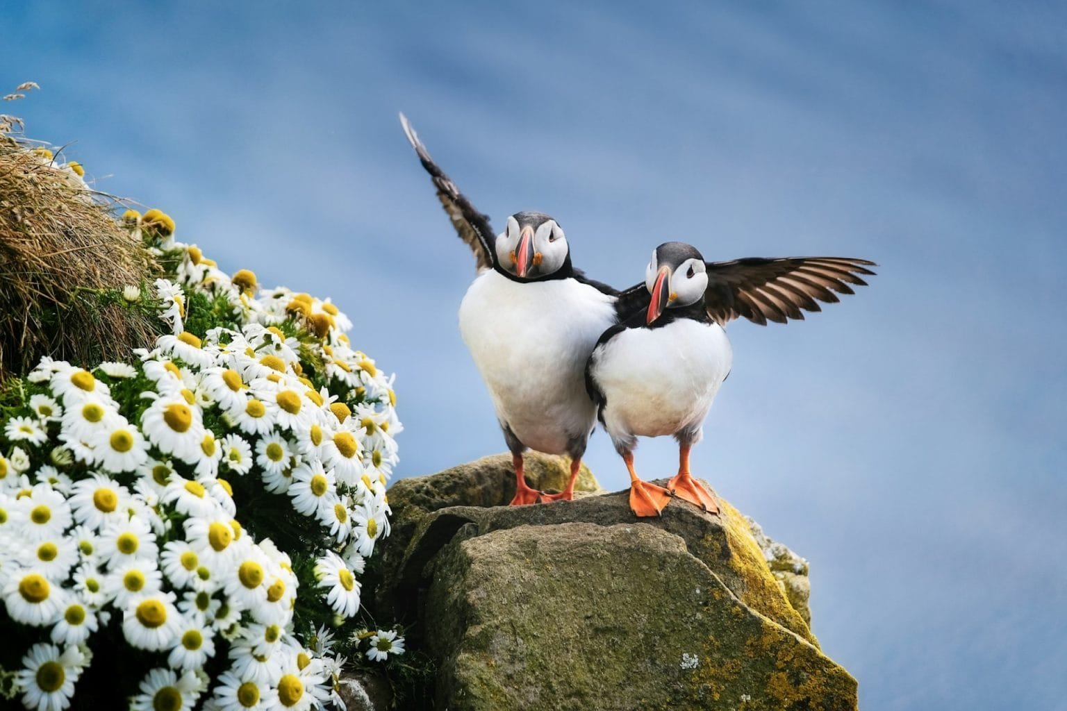 Puffins in Iceland. Seabirds on sheer cliffs. Birds on the Westfjord in Iceland.
