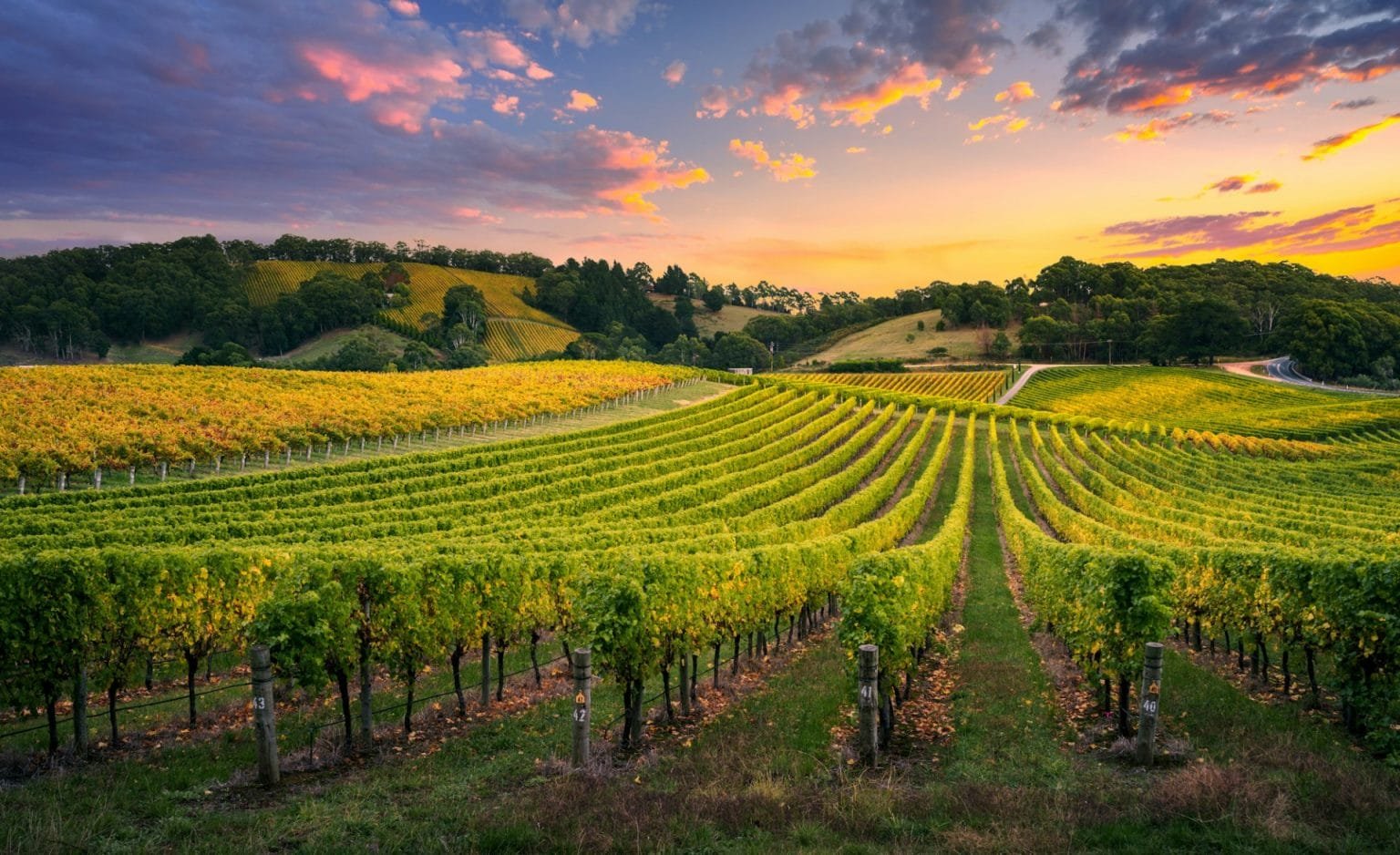 Vineyard Sunrise