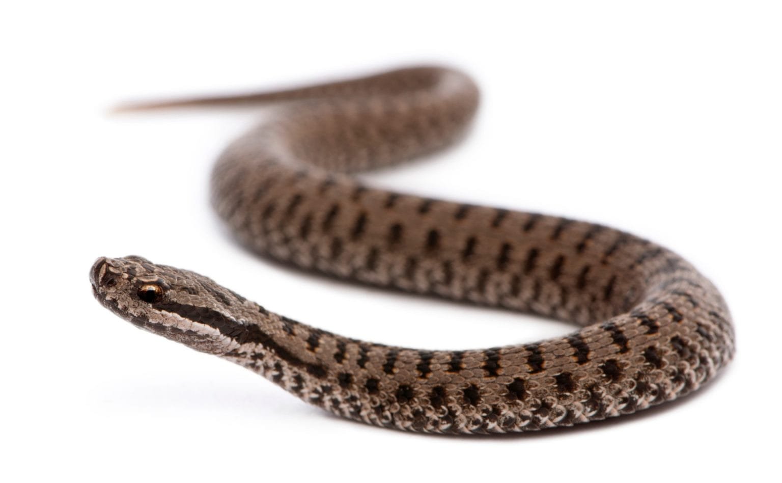 Common European adder or common European viper, Vipera berus, in front of white background