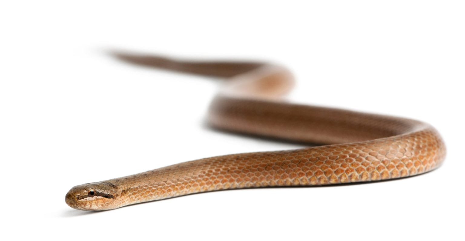 Smooth snake, Coronella austriaca, in front of white background