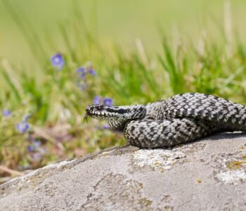 European adder hissing with a tongue sticking out on a stone in the middle of a meadow
